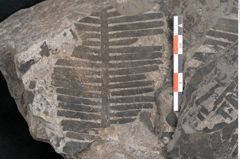 Foto (Detailansicht) von Plantae indet.  (NHMW-GEO-2024-0188-11385)